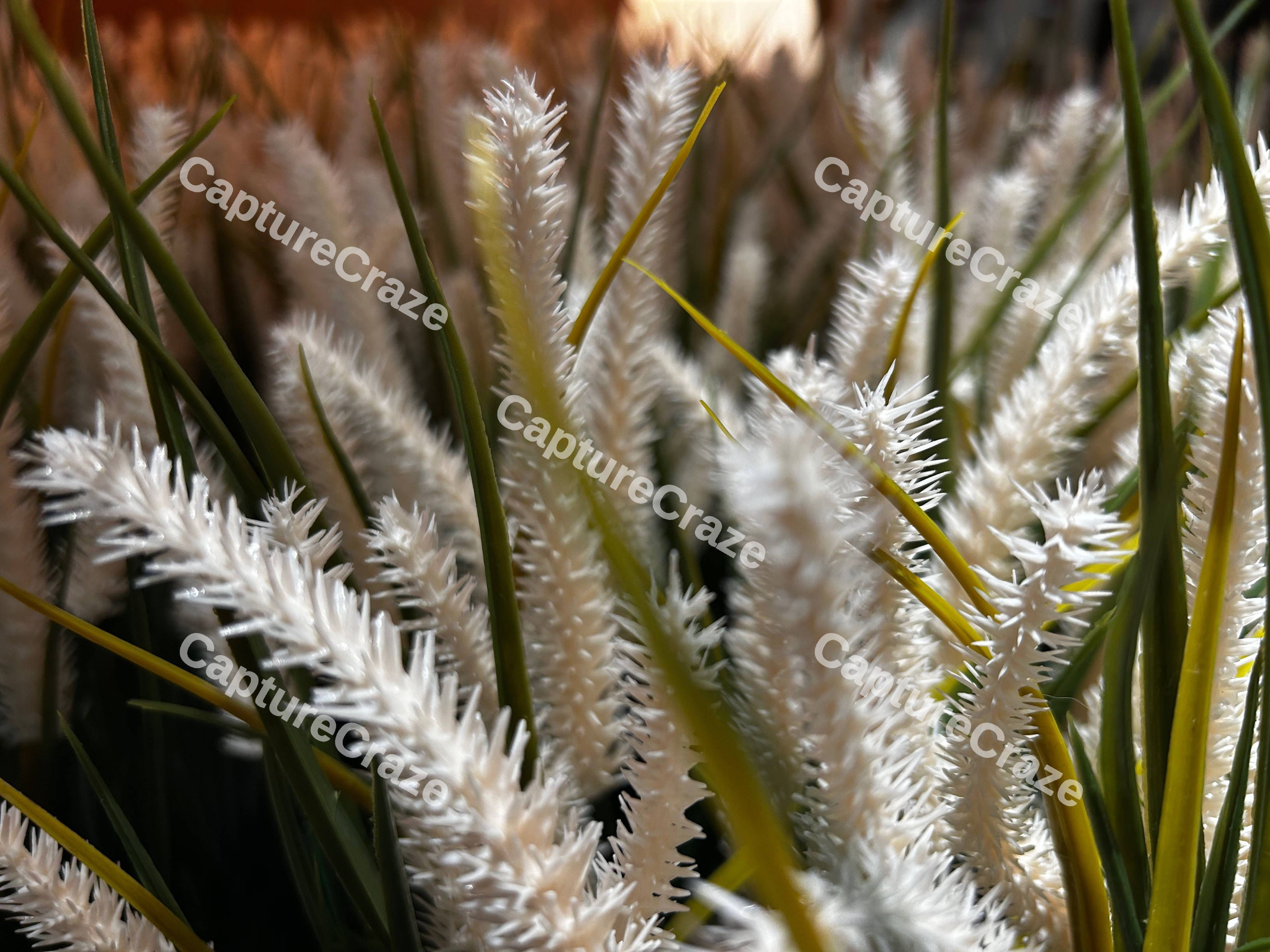 Spiky White Plant